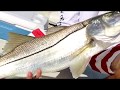 Charles Maddox Keeper Snook