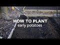 How to plant early potatoes  grow at home  royal horticultural society