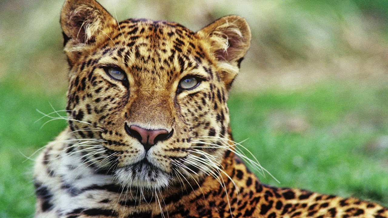 Protect Jaguars in Suriname YouTube