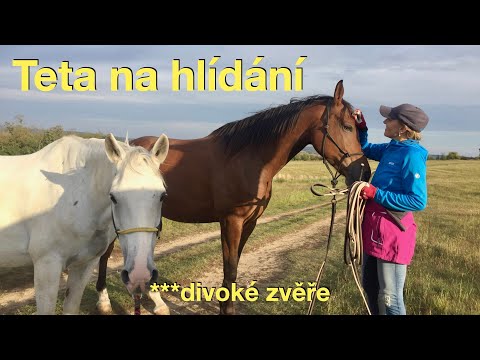 Nová teta na hlídání koní 🐎 Jak zvládla divoké a sebevědomé koně? VLOG