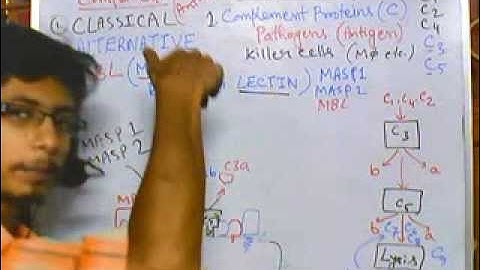 Complement system part 5 (MBL pathway)
