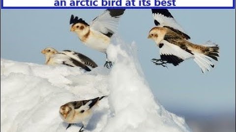 The Snow Bunting (Plectrophenax nivalis) - The Arctic Songbird