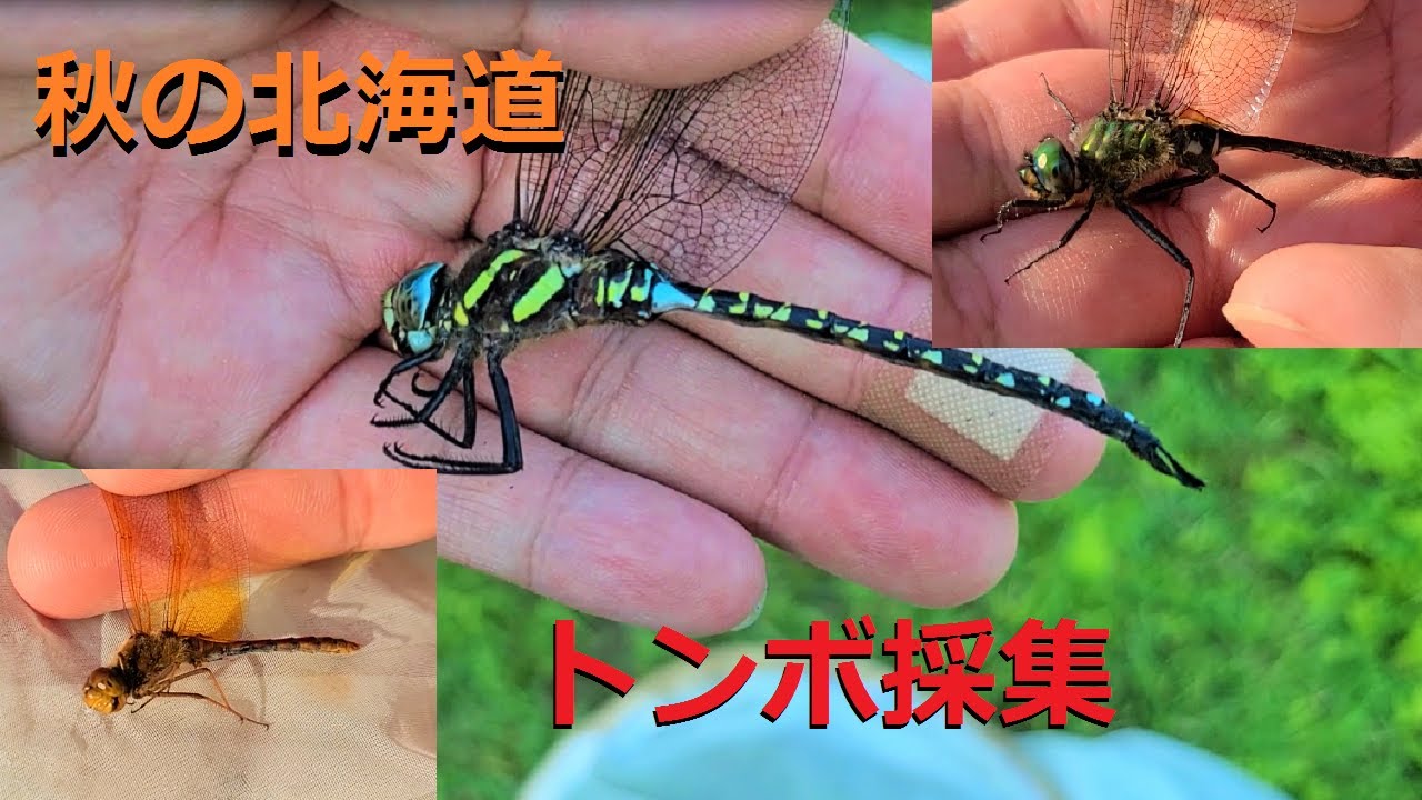 秋の湿地でトンボ採集 Youtube 秋の湿地でトンボ採集 Youtube