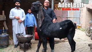 Amritsari Beetal & Makhi Cheena Breeder Goats Of Adeel Butt Lahore 2022