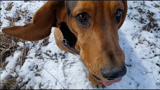 Snowy Sniff About