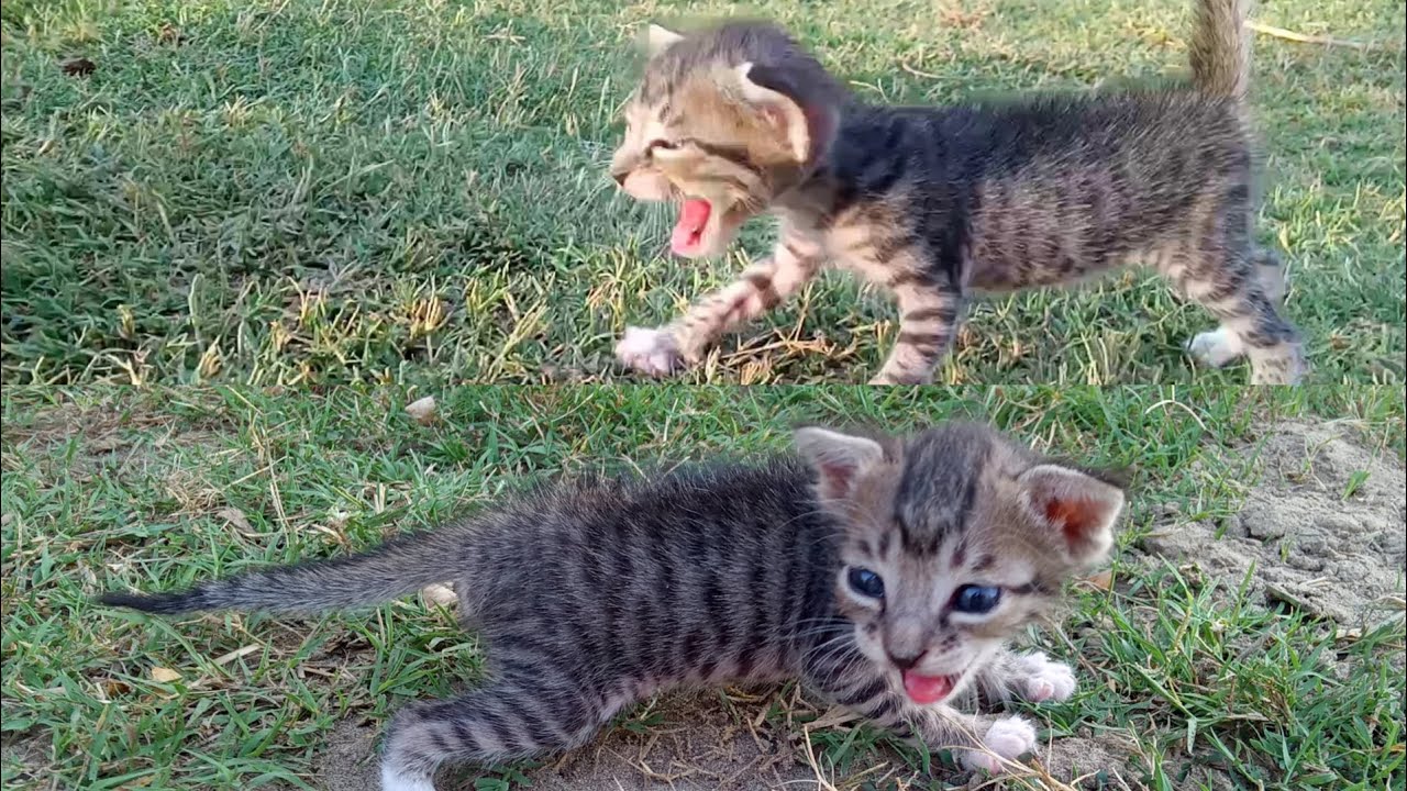 Kitten 🐈 Race Vlog | Orphan Kitten 🐈 Vlog 3 | #vlog_3 - YouTube