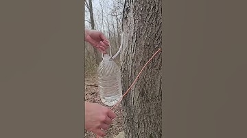 boiling down 2 gallons of maple sap to make syrup #short #trending