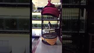 jalak suren isian SIKATAN LONDO