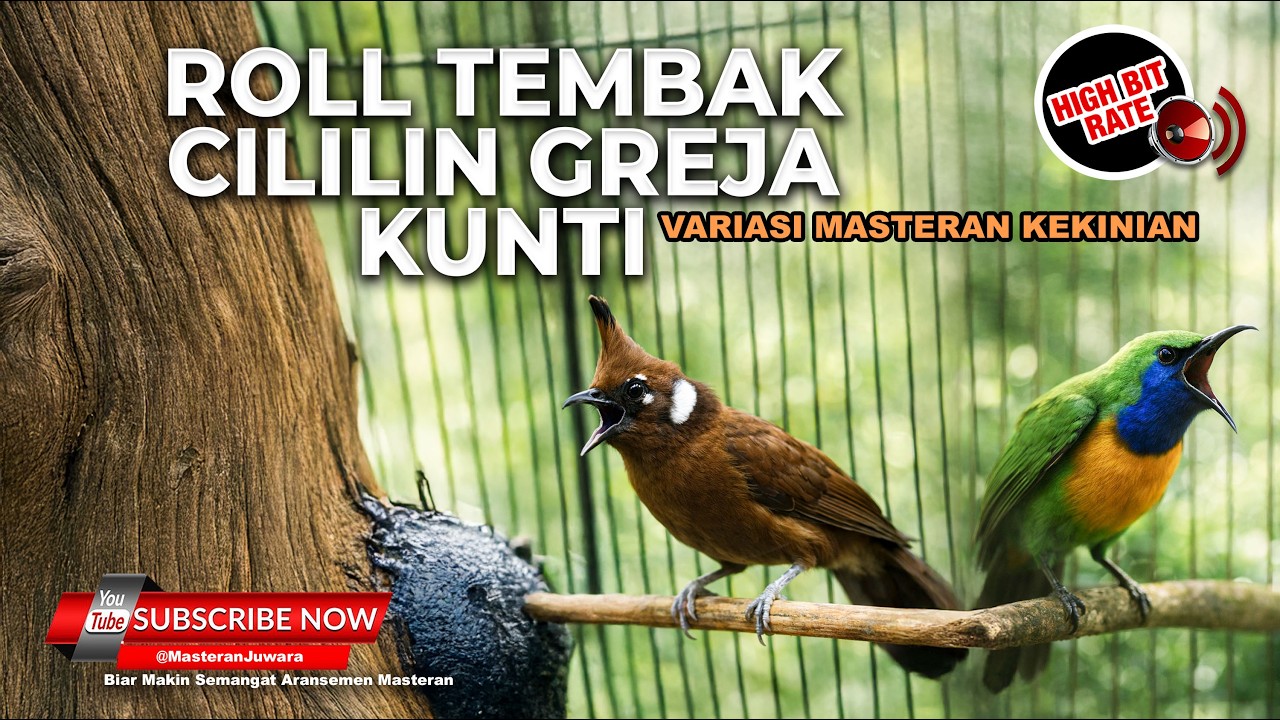 🔴 Live Cucak Cungkok Super Gacor Tembakan Kasar Greja Tarung Super Kasar vs Masteran Cililin Gacor