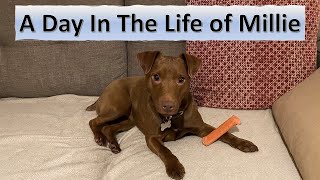 A Day In The Life Of Patterdale Terrier | Millie