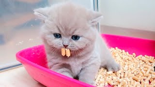 Mom, why do we need this? - Baby Kittens Hissa and Yami Learn to Use the Litter Box