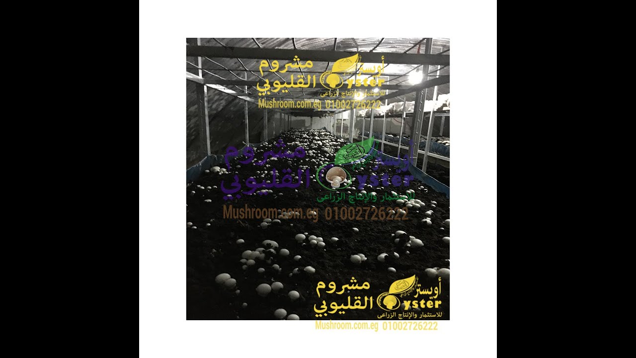 تصميم غرفة زراعة مشروم الأجاريكس - مزرعة القليوبي