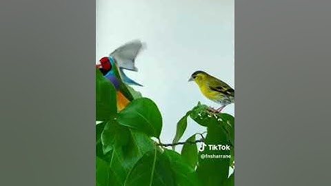 وورث سليمان داود وقال يا أيها الناس علمنا منطق الطير... قارئ ريان المحيسني