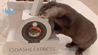 カワウソおだし、車掌さんになる！？　Otter Odashi became to be a conductor！？