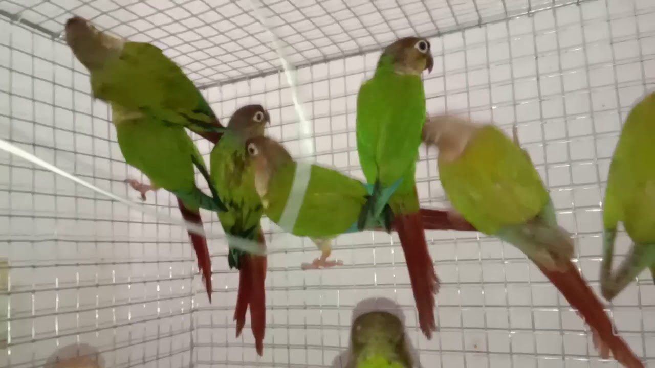 Yellow sided conure and pineapple conure for sale YouTube