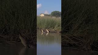 Male and Female Alligators in Mating Ritual