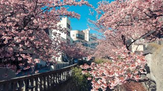 あたみ桜糸川桜まつり22年の見頃と開花状況は アクセス方法は 歩いてみたブログ