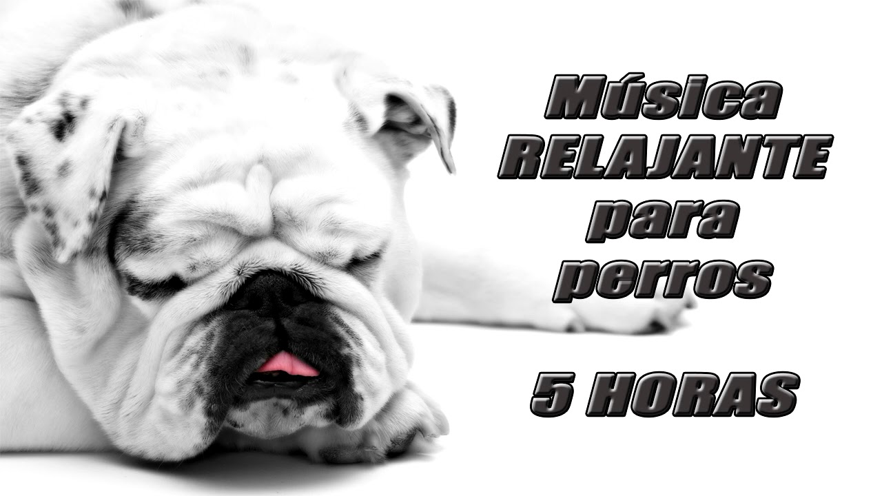 Musica Relajante Para Perros 5 Horas Reduce Su Ansiedad Youtube