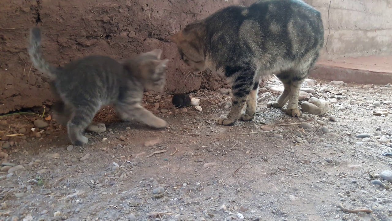 Gata enseña a su cría a cazar raton