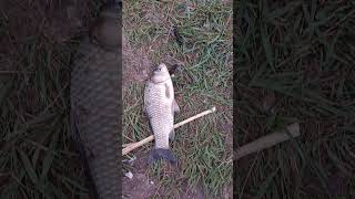 #волгодонск #рыбалка #рыбалканафидер #дон #fishing #карп #карась #карпфишинг #рекомендации #донка