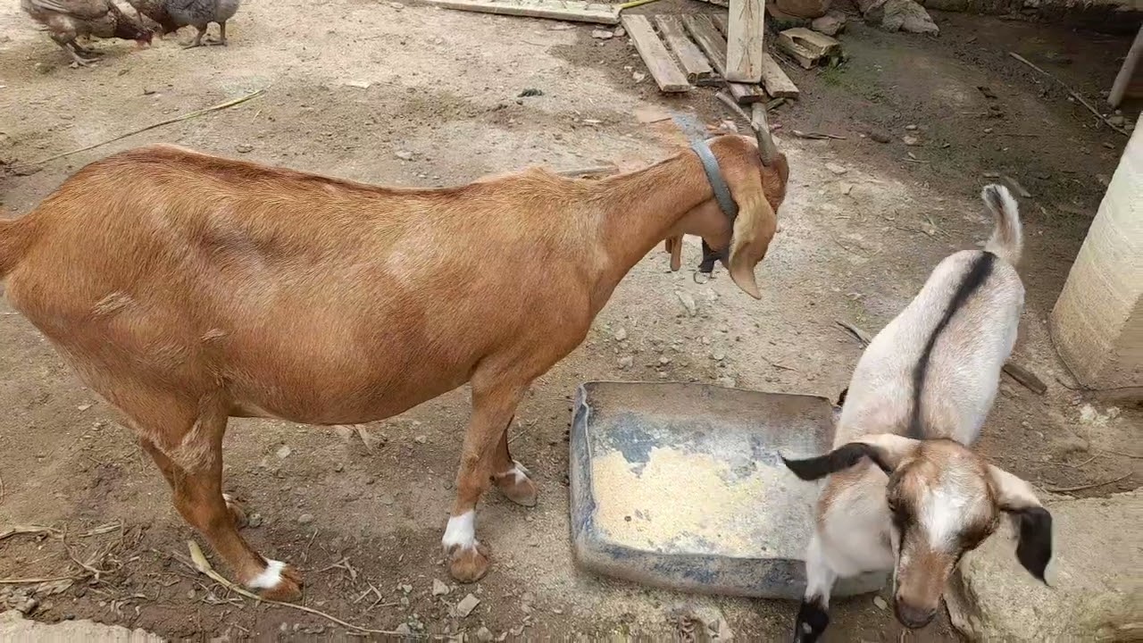 Amendoim pulou a baia