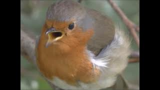 European Robin Erithacus rubecula male singing his territorial song
