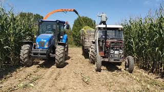 Massey Ferguson 165 ve New Holland TD 100d Silaj yapımı