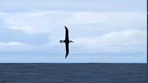 Dynamic Soaring The flight of the albatross