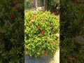 Hoa trang #shortvideo
