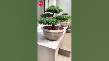 Hướng đặt tùng la hán phong thủy #tùnglahán #bonsai