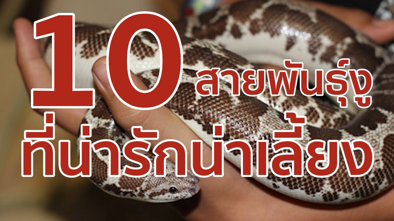10 สายพันธุ์งูที่น่ารักน่าเลี้ยง