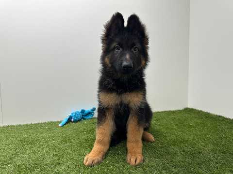 Video German Shepherd