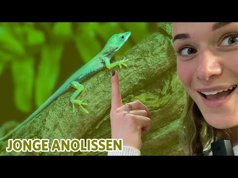 Jong wrattenzwijn voor het eerst buiten | Burgers