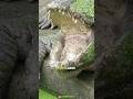 The crocodiles tongue is attached the jaw #viralfactsvideo #amazingsfacts #trendingfacts