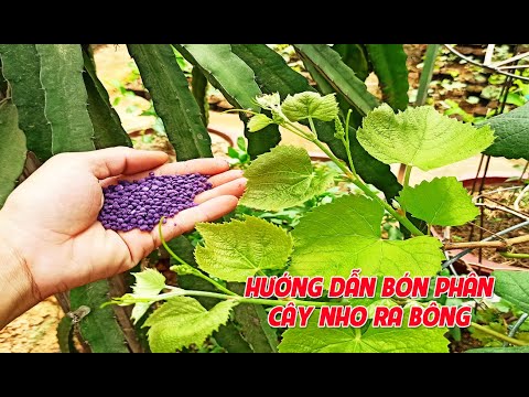 Video CÁCH BÓN PHÂN CÂY NHO CHẬU ĐANG RA BÔNG | TRẠI NHO... - youtube