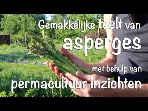 Video: Soorten En Teelt Van Asperges Binnen En In De Tuin