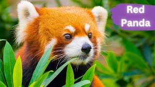 Red Pandas | Enigmatic and Cute by Lord of Animals 878 views 8 months ago 2 minutes, 2 seconds