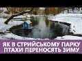 Чи зимують лебеді в Стрийському парку у Львові? Як птахи переносять зиму? Стрім наживо з орнітологом