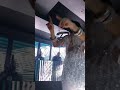 قلبك بحر مالح رقص رقص شرقي رقص خليجي مهرجانات تيك توك