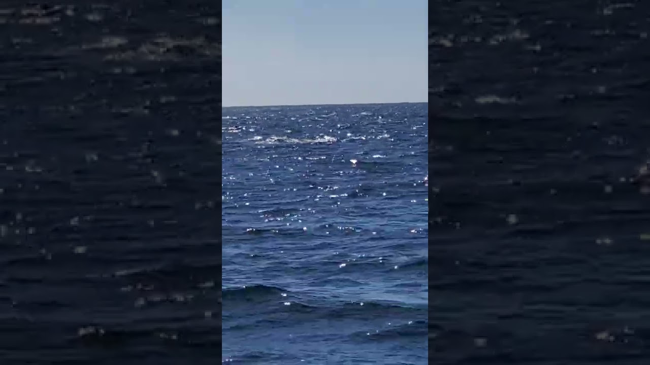 Dolphins in action in the Pacific ocean 🌊🌊🐬🐬