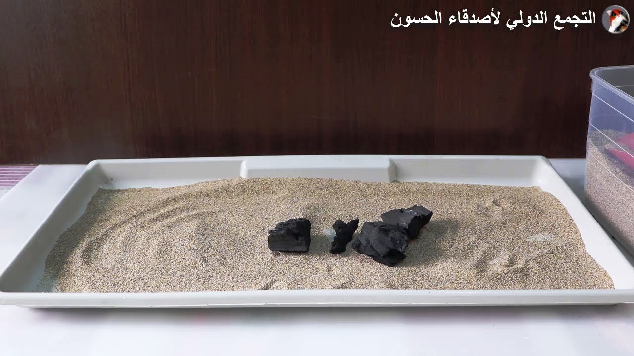 فوائد رمل البحر و الفحم للحسون و الكناري