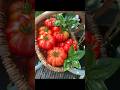 These two varieties are prolific and easy to grow in small containers. Comment tomato to know name.