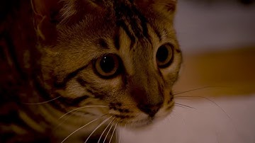 Bengal Cat Tries Catnip Toy and Goes Crazy!