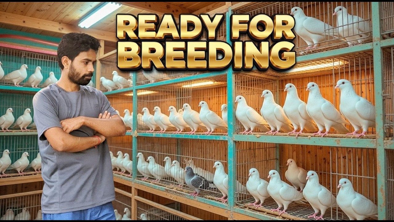 Preparing My Male Pigeons for Breeding I @IamRajonDas
