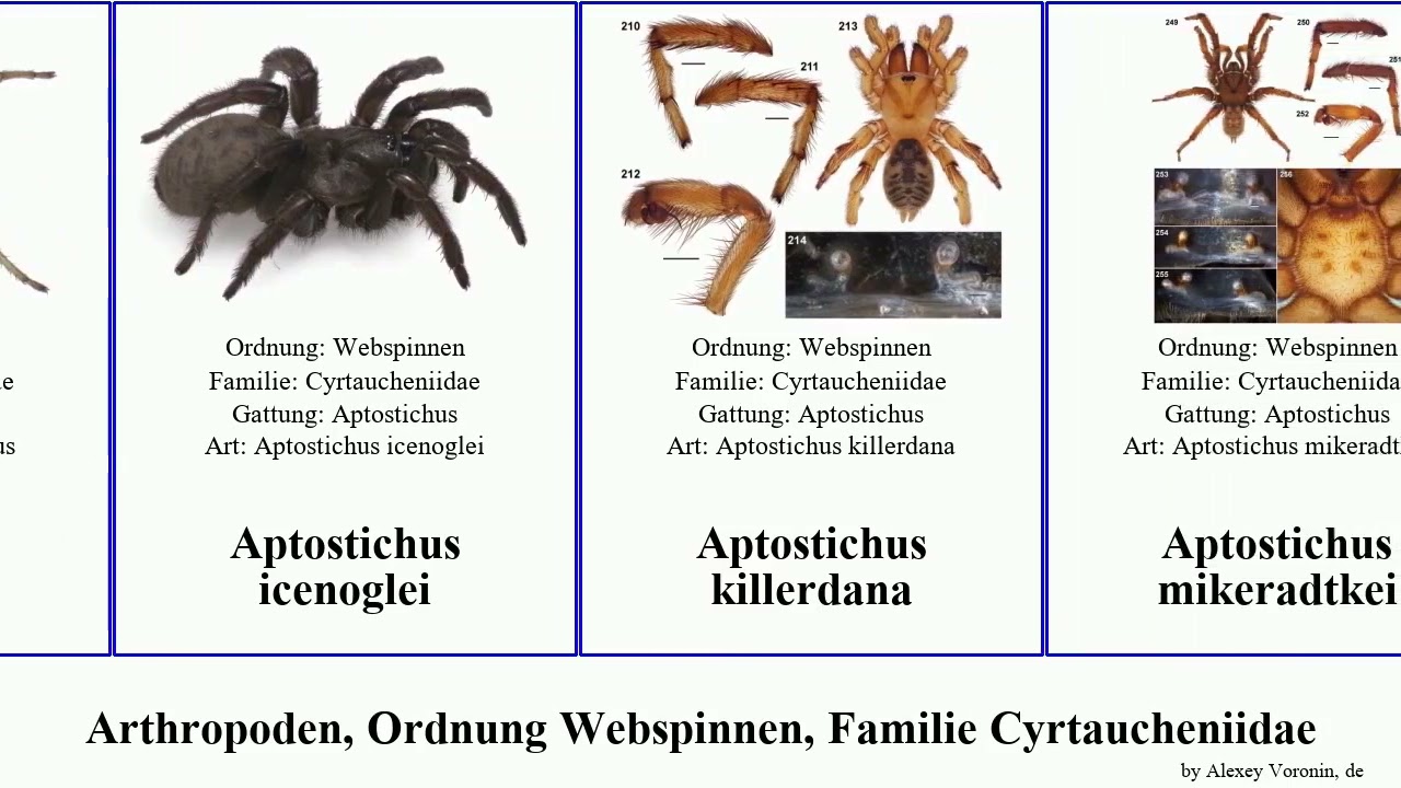 Arthropoden, Ordnung Webspinnen, Familie Cyrtaucheniidae aptostichus sierra arthropoda hesperus