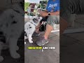Why Your Dog Stops Following You