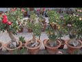 ADENIUM SEEDS UNBOXING VIDEO SEND BY VIEWER
