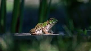 Frog Noises | Free Sound Effects | Animal Sounds
