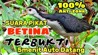 SUARA PIKAT RUAK-RUAK BETINA ( ASLI AMPUH 2MENIT LANGSUNG DATANG