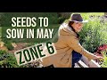 Seeds to sow in may zone 6 veg flowers  herbs